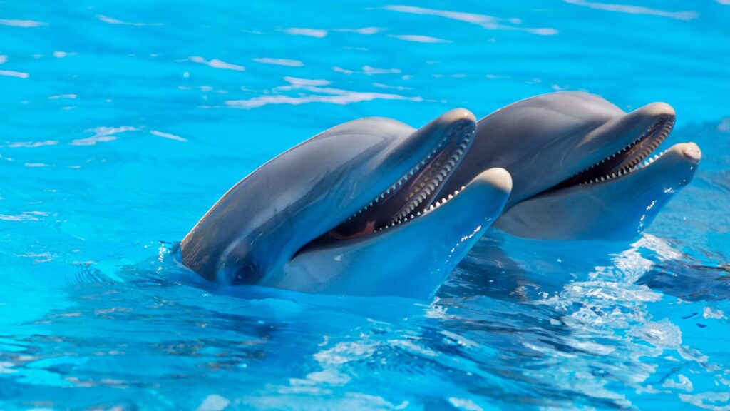 a pair of dolphins
